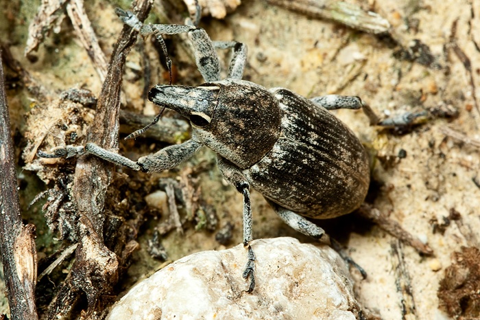 Curculionidae: Cleonino?